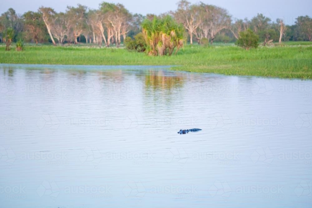 Crocodile at Yellow Water Billabong, Kakadu National Park - Australian Stock Image