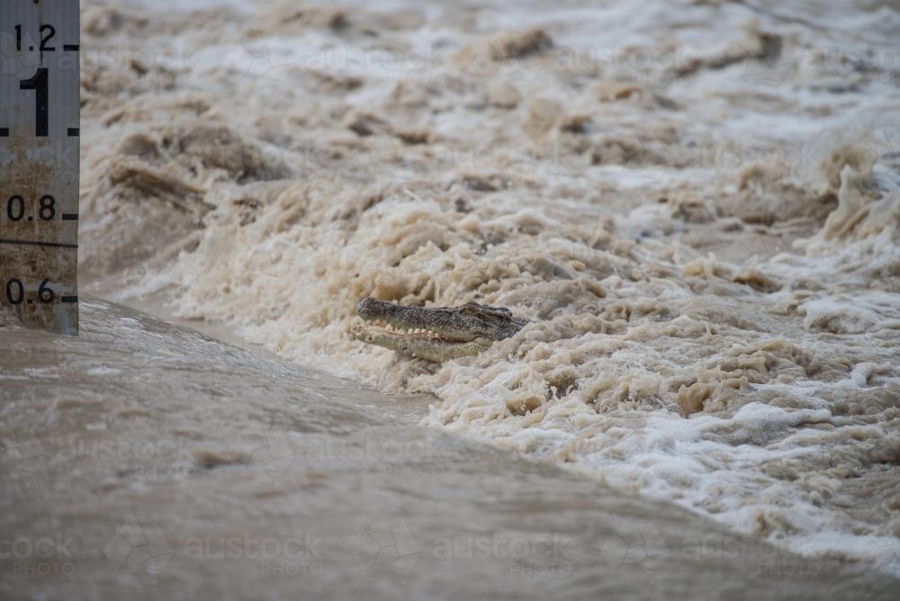 Crocodile being swept along in muddy waters by a flood tide - Australian Stock Image