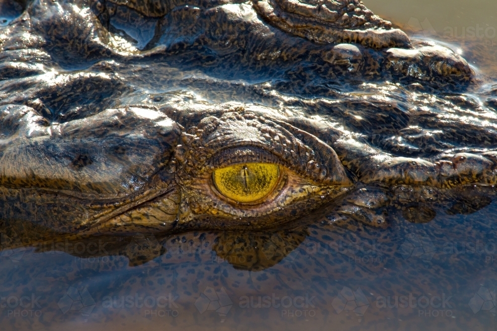 Crocodile eyeball close up - Australian Stock Image