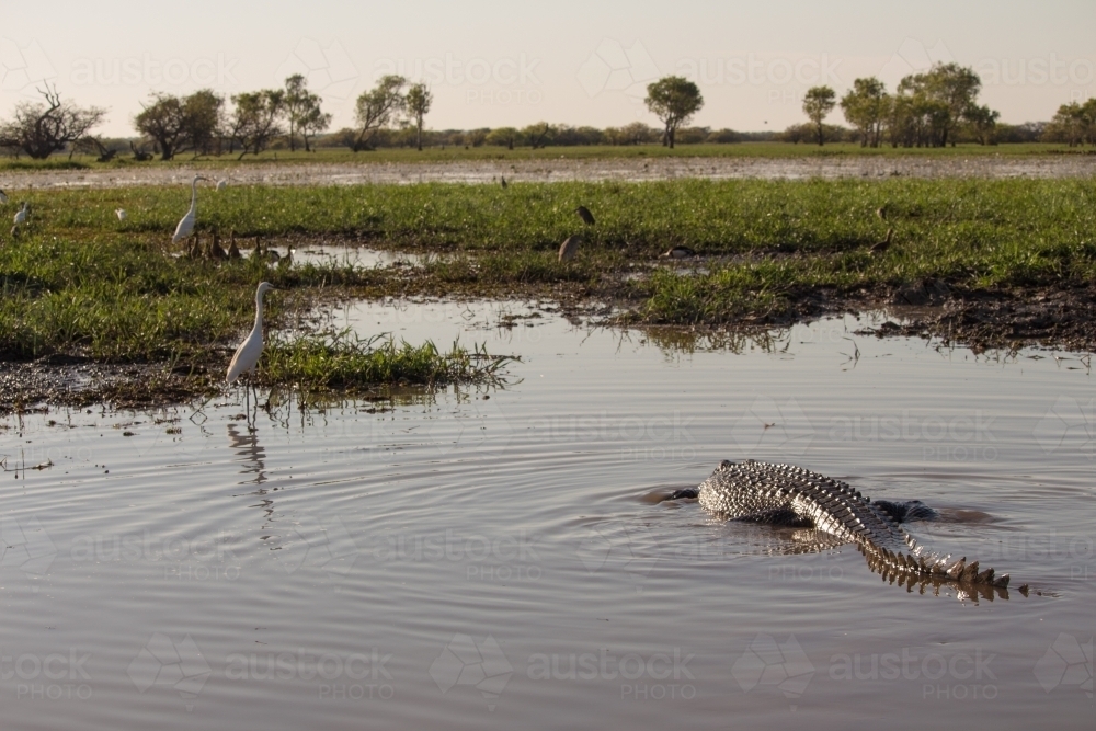 Crocodile hunting in billabong - Australian Stock Image