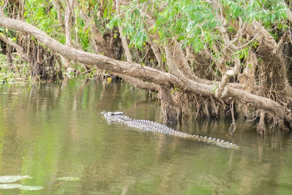 crocodile in a waterway - Australian Stock Image