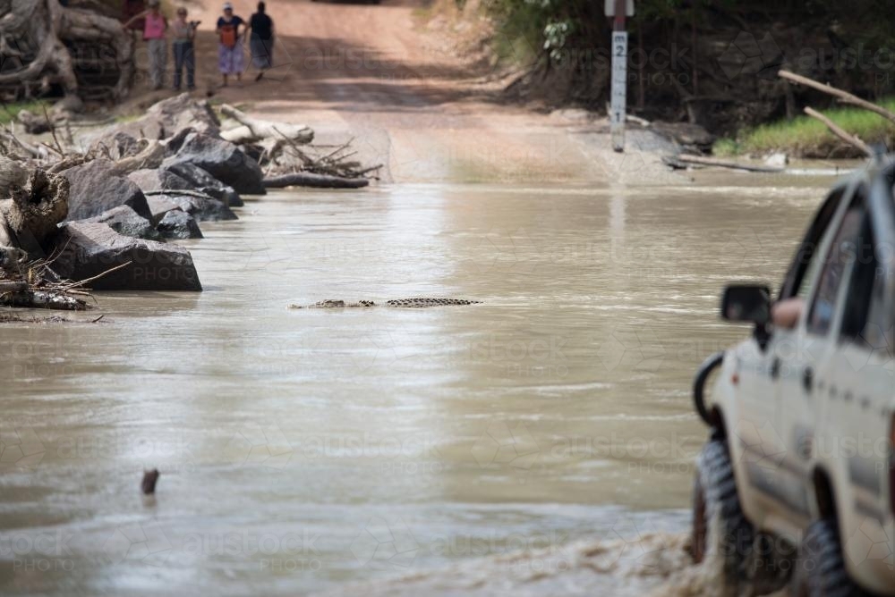 Crocodile in water over road - Australian Stock Image