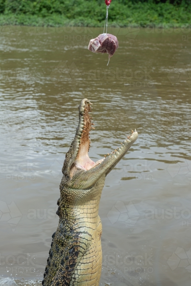 Crocodile jumping for meat - Australian Stock Image