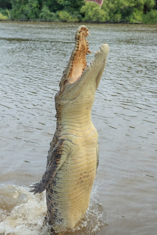 Crocodile jumping out of water - Australian Stock Image