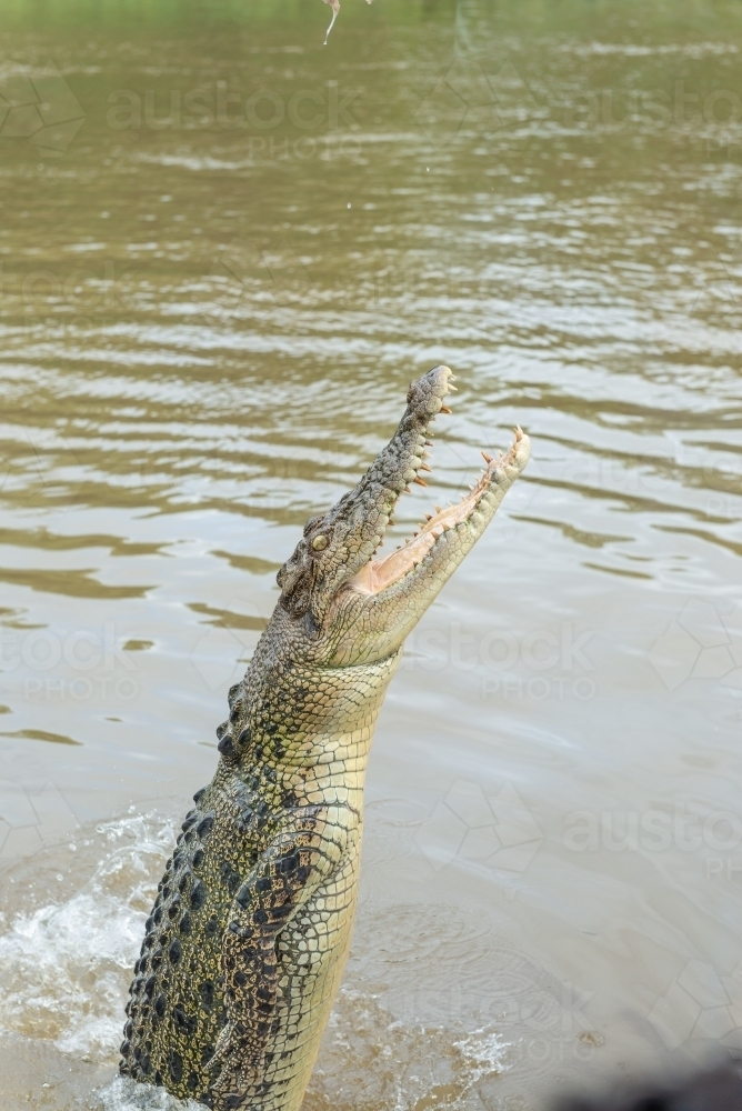 Crocodile jumping out of water - Australian Stock Image