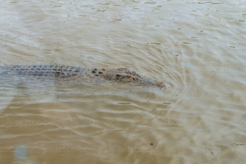 Crocodile lurking - Australian Stock Image