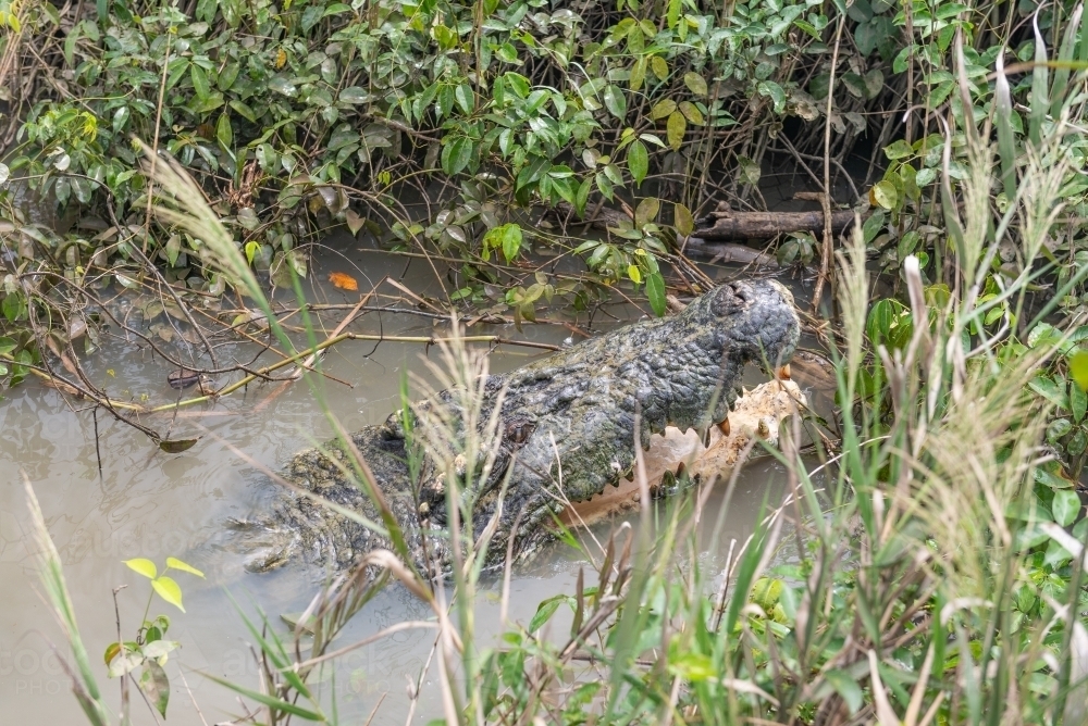 Crocodile lurking near river bank - Australian Stock Image