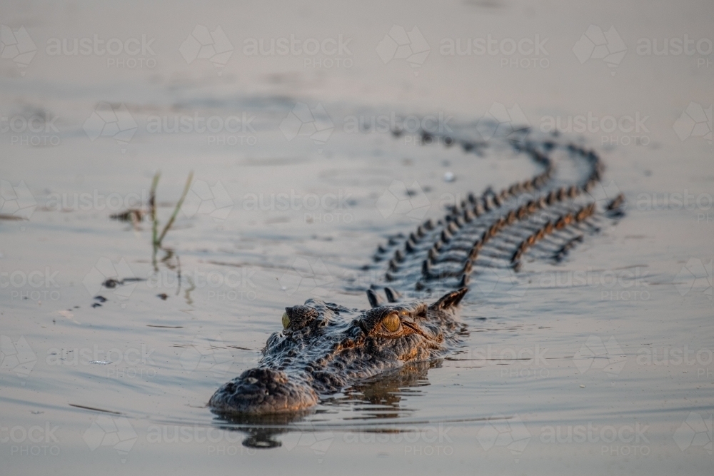 Crocodile swimming towards at sunset with golden light reflecting in eye - Australian Stock Image