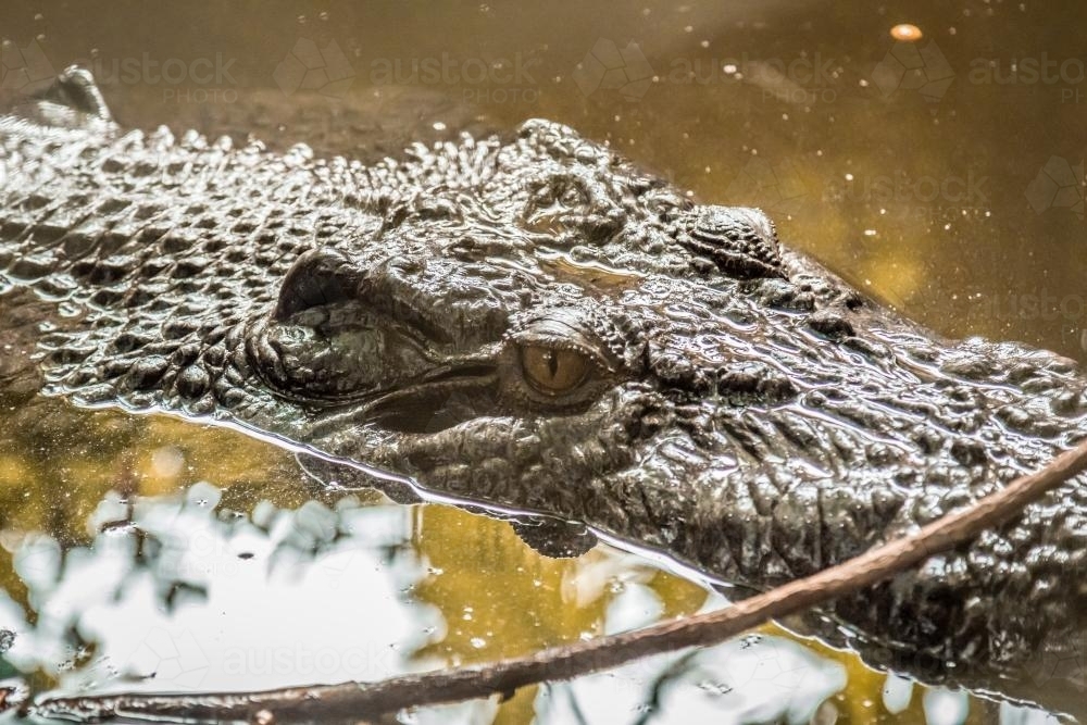 Crocodile up close - Australian Stock Image