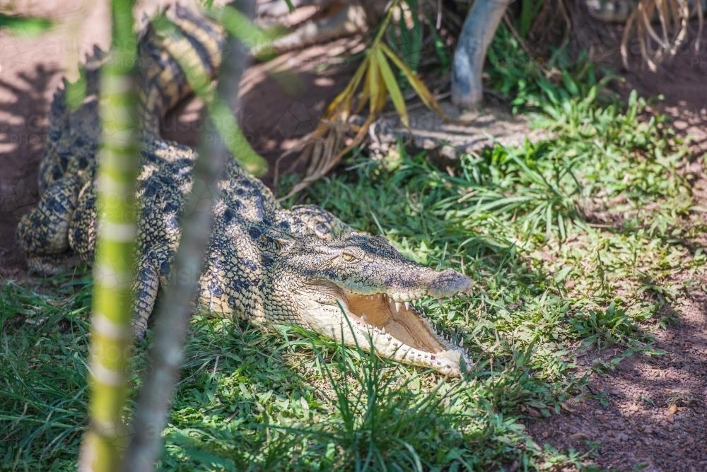 Crocodile with mouth open - Australian Stock Image