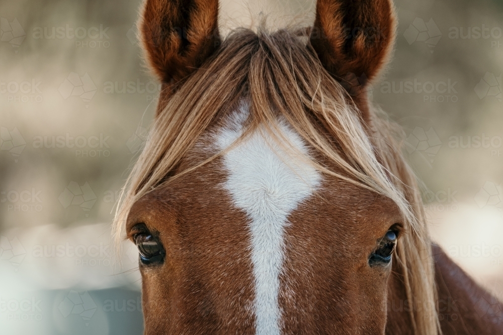 Crop of a chestnut horse's face. - Australian Stock Image