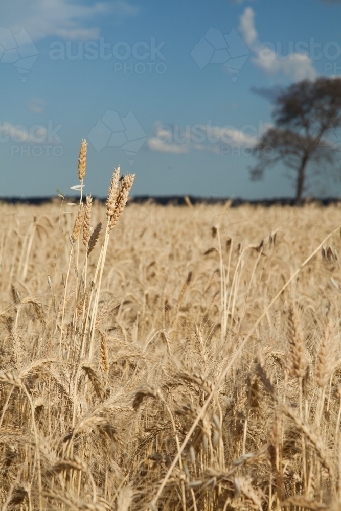 Crop of wheat growing on a country farm in the Hunter Valley - Australian Stock Image