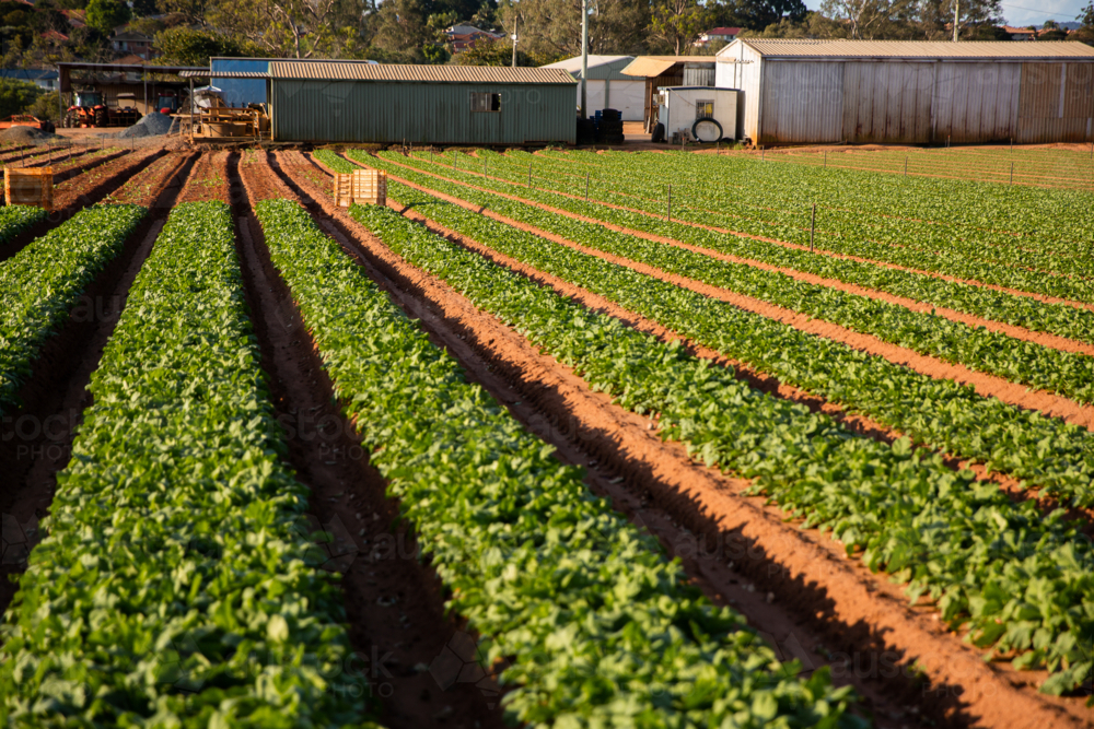 crops growing in rows on a farm on a sunny day - Australian Stock Image