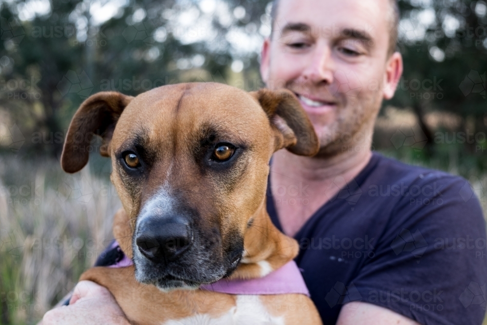 Cross breed large Dog and male owner sitting behind looking at dog - Australian Stock Image