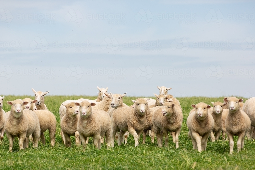 Crossbred lambs in a grassy pasture paddock - Australian Stock Image