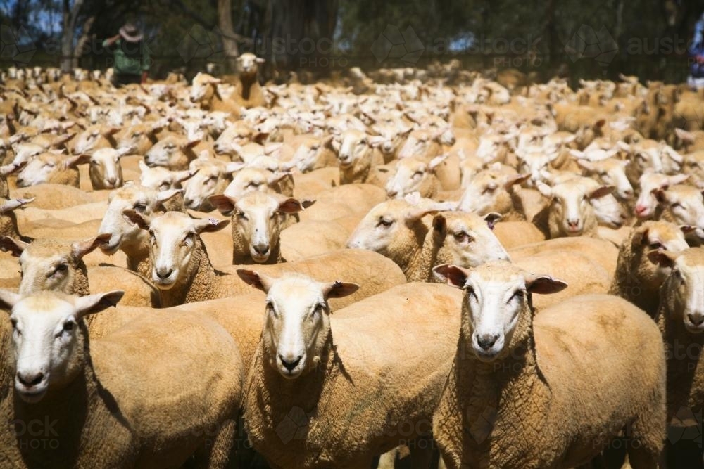 Crossbred sheep (ewes) yarded for sale - Australian Stock Image