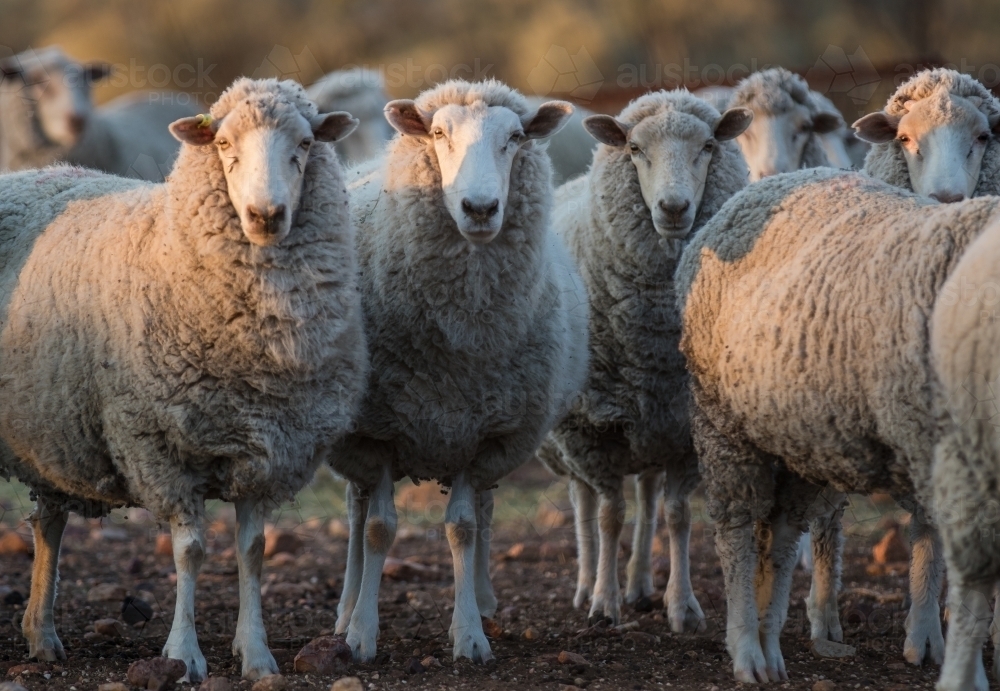 Crossbred sheep looking towards the camera on a sheep farm - Australian Stock Image