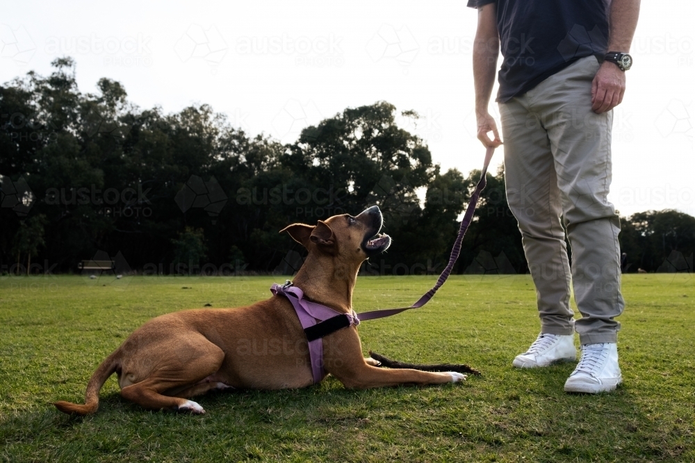 Crossbreed large dog laying on grass next to owner in park - low angle view - Australian Stock Image