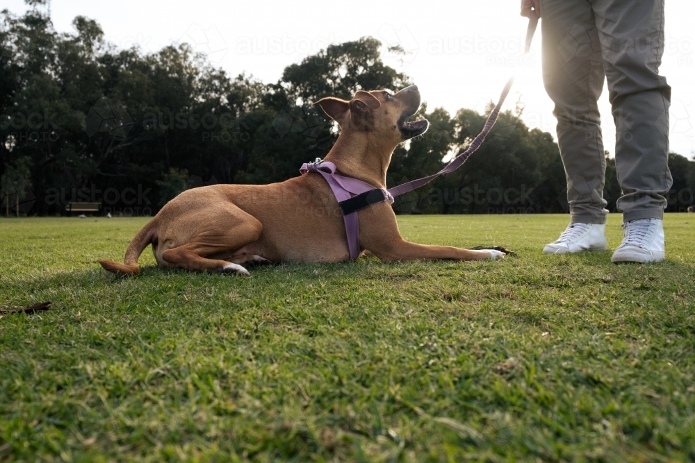 Crossbreed large dog laying on grass next to owner in park - low angle view - Australian Stock Image