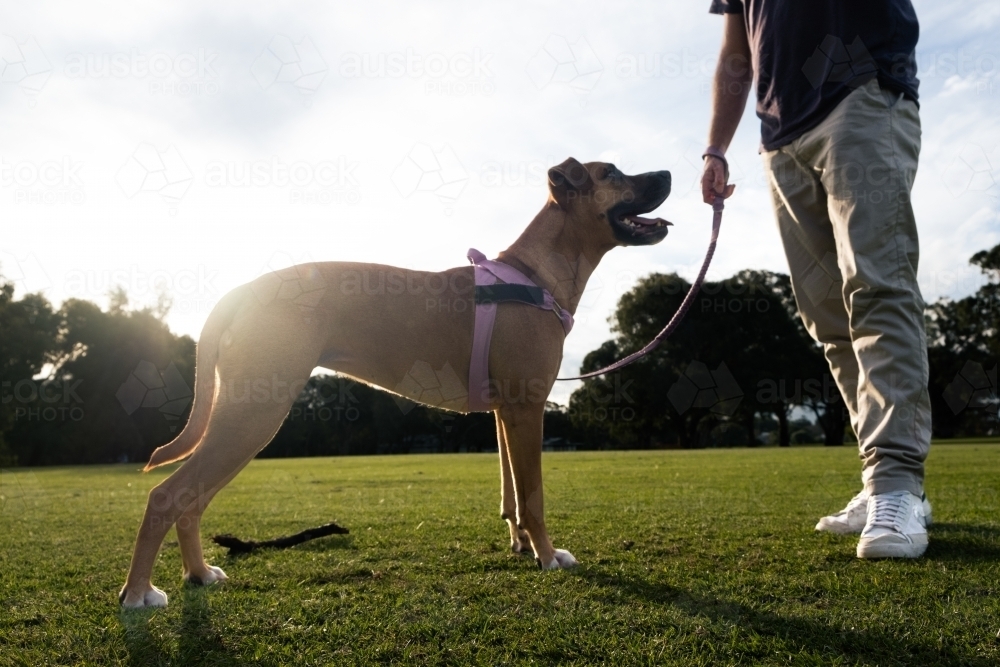 Crossbreed large dog standing next to owner in park - low angle view - Australian Stock Image