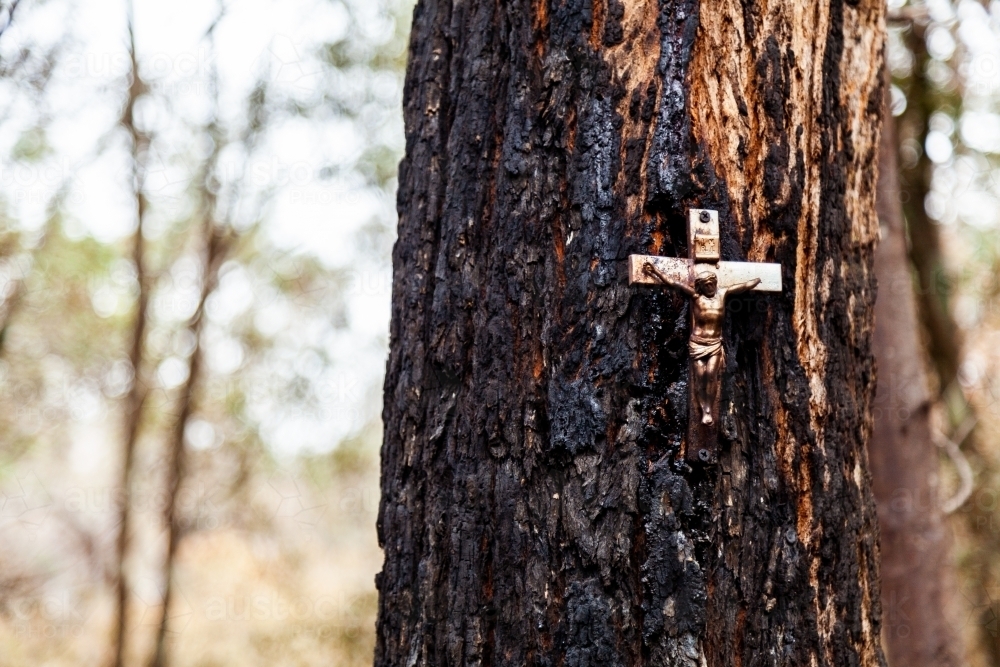 Crucifix memorial on tree burnt and blackened by bushfire - Australian Stock Image