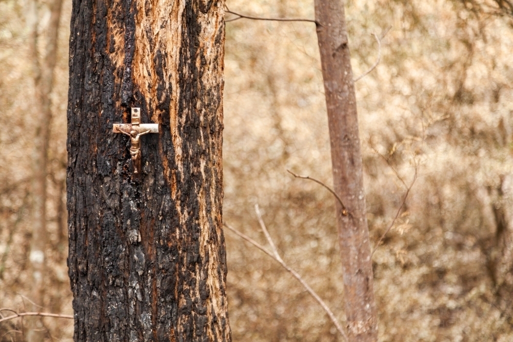 Image of Crucifix memorial on tree burnt and blackened by bushfire ...