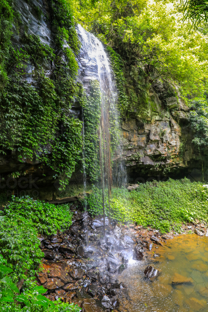 Crystal Shower Falls in Dorrigo National Park in New South Wales, Australia. Scenic rainforest - Australian Stock Image
