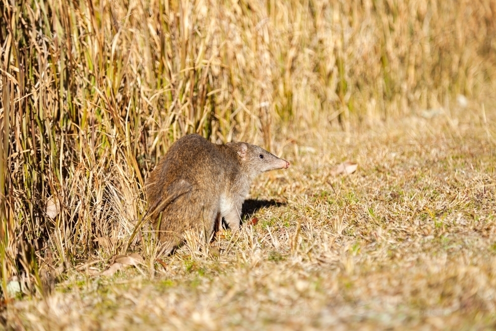Curious bandicoot emerging from grass during the daytime - Australian Stock Image