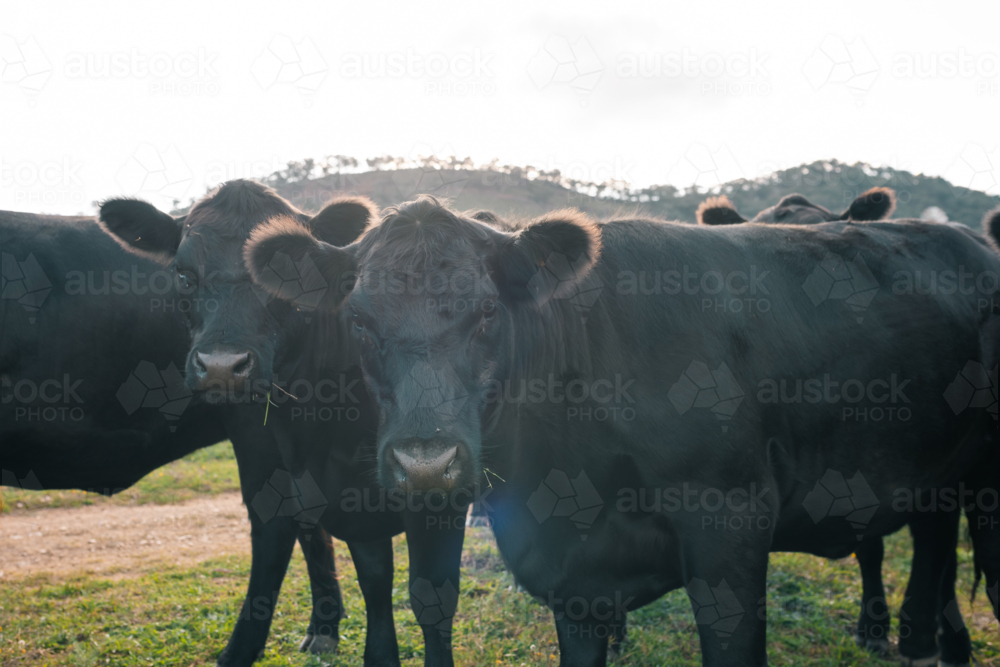 Curious Black Angus cattle in sunlit paddock in the afternoon - Australian Stock Image