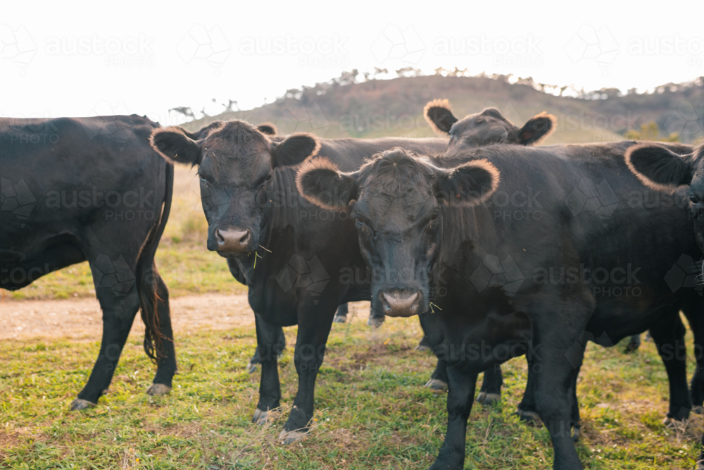Curious Black Angus cattle in sunlit paddock in the afternoon - Australian Stock Image