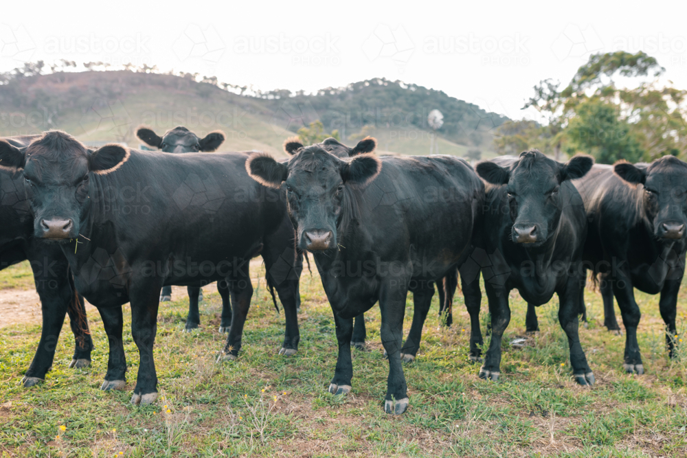 Curious Black Angus cattle in sunlit paddock in the afternoon - Australian Stock Image