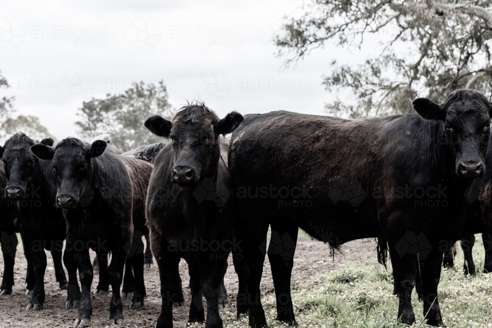 Curious Black Angus cows - Australian Stock Image