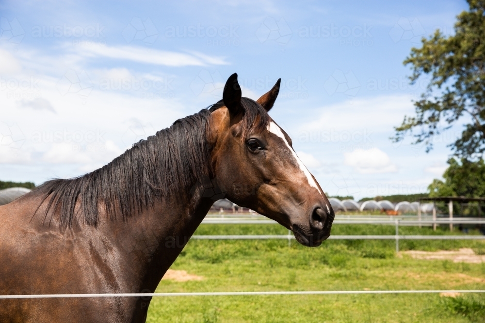 curious brown horse with a white blaze looking over a fence - Australian Stock Image
