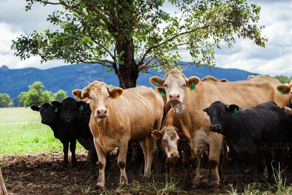 Curious cattle standing in gum tree shade in paddock - Australian Stock Image