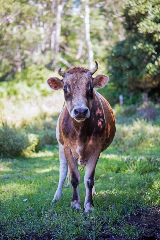 Curious cow standing in a grassy area - Australian Stock Image