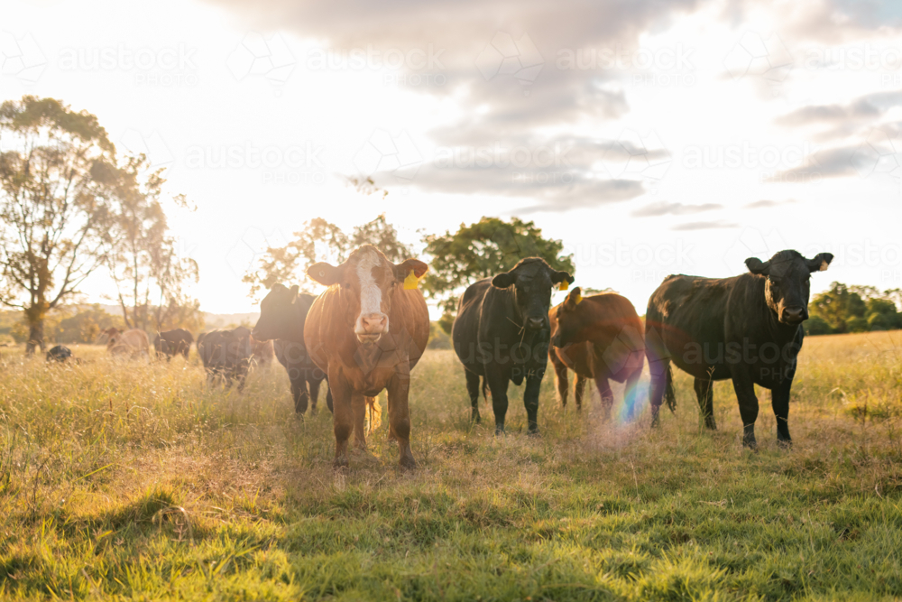 Curious cows in sunlit paddock in the afternoon - Australian Stock Image