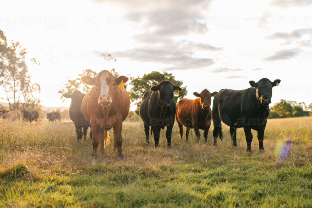 Curious cows in sunlit paddock in the afternoon - Australian Stock Image
