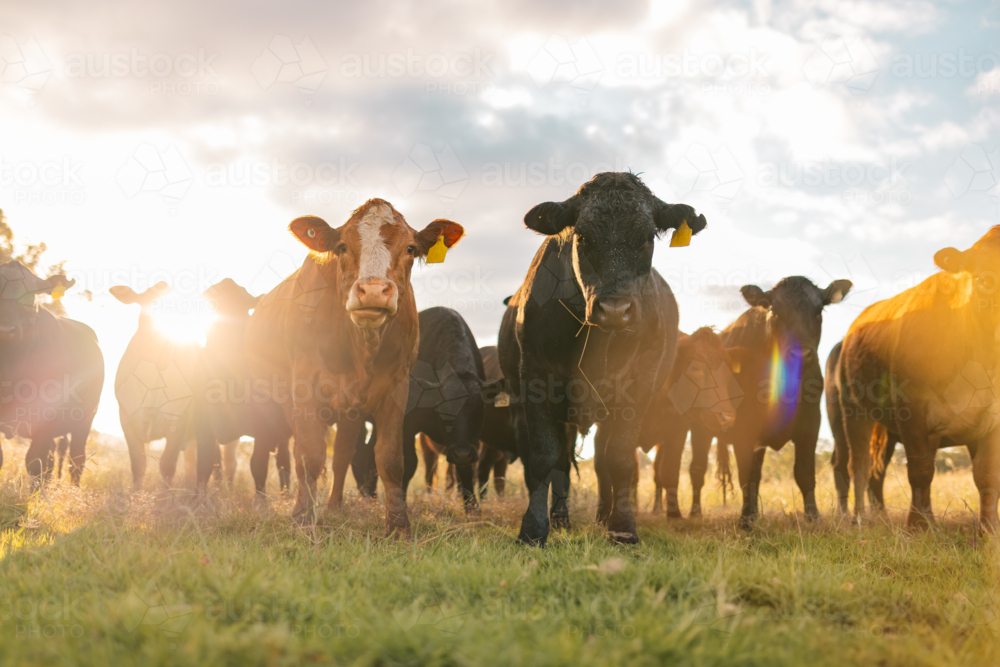 Curious cows in sunlit paddock in the afternoon - Australian Stock Image