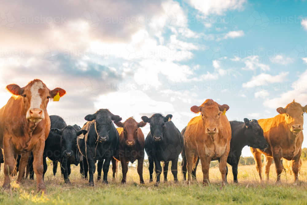 Curious cows in sunlit paddock in the afternoon - Australian Stock Image