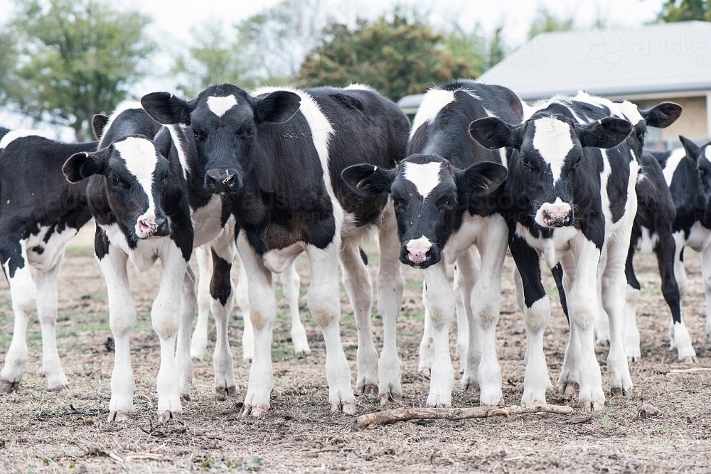 Curious group of black and white calves standing together - Australian Stock Image