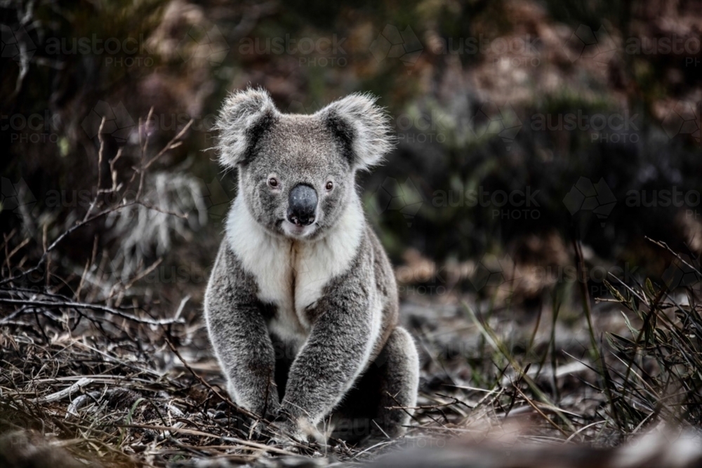 Curious, healthy koala sitting on twiggy ground staring at camera - Australian Stock Image