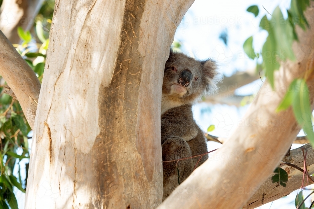 Curious koala peeking around gum tree trunk - Australian Stock Image