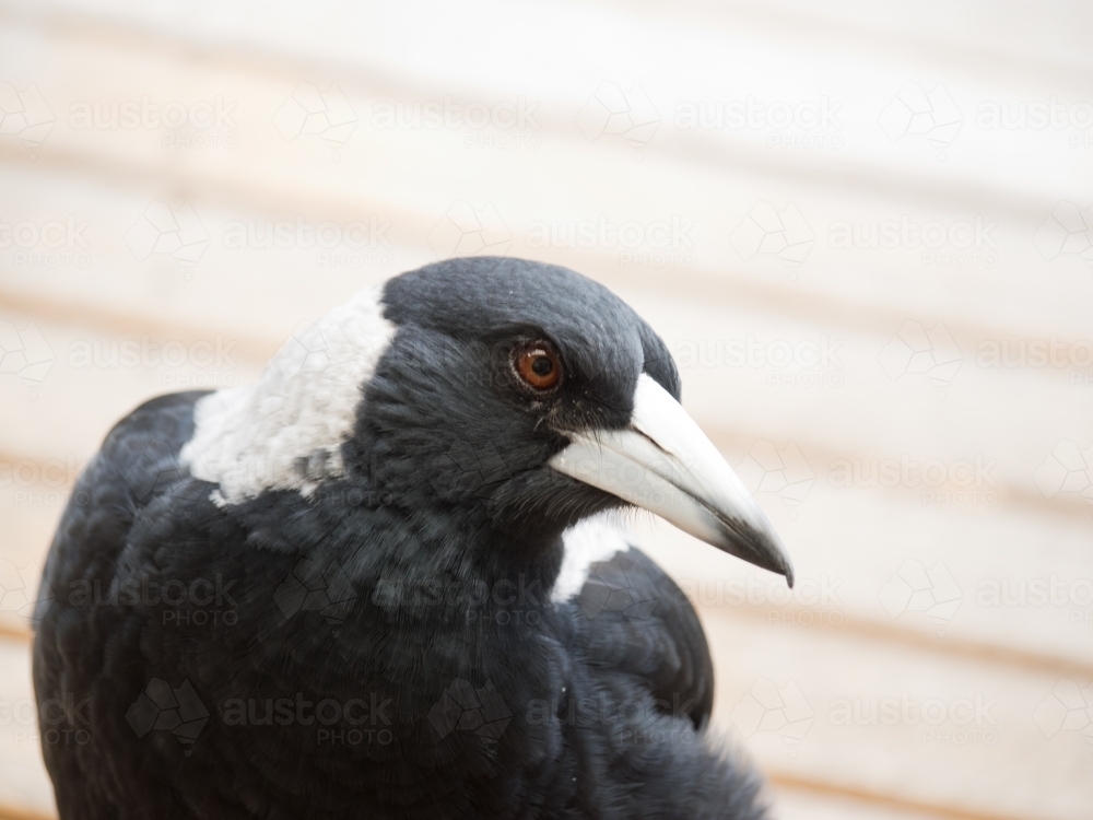 Curious Magpie close up - Australian Stock Image