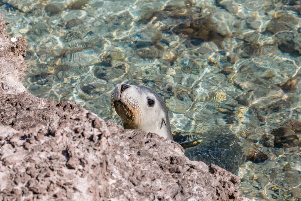Curious seal in the ocean, looking over the rocks at the camera - Australian Stock Image