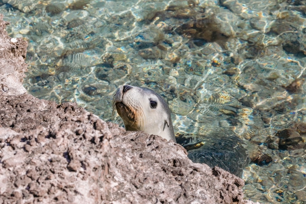 Curious seal in the ocean looking over the rocks - Australian Stock Image