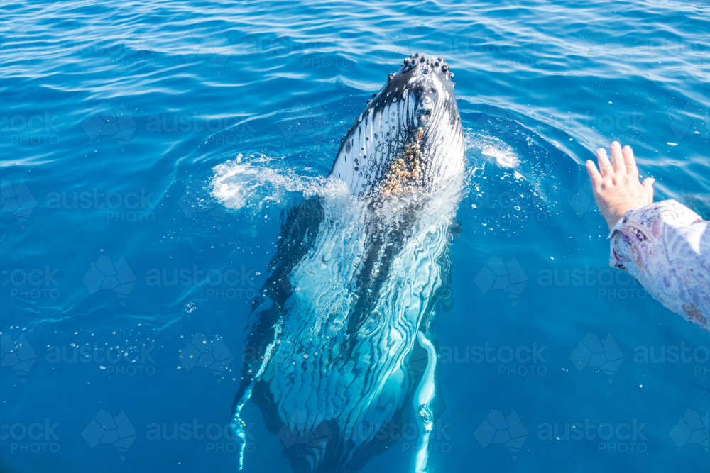 Curious Whale and hand showing how close whale is - Australian Stock Image