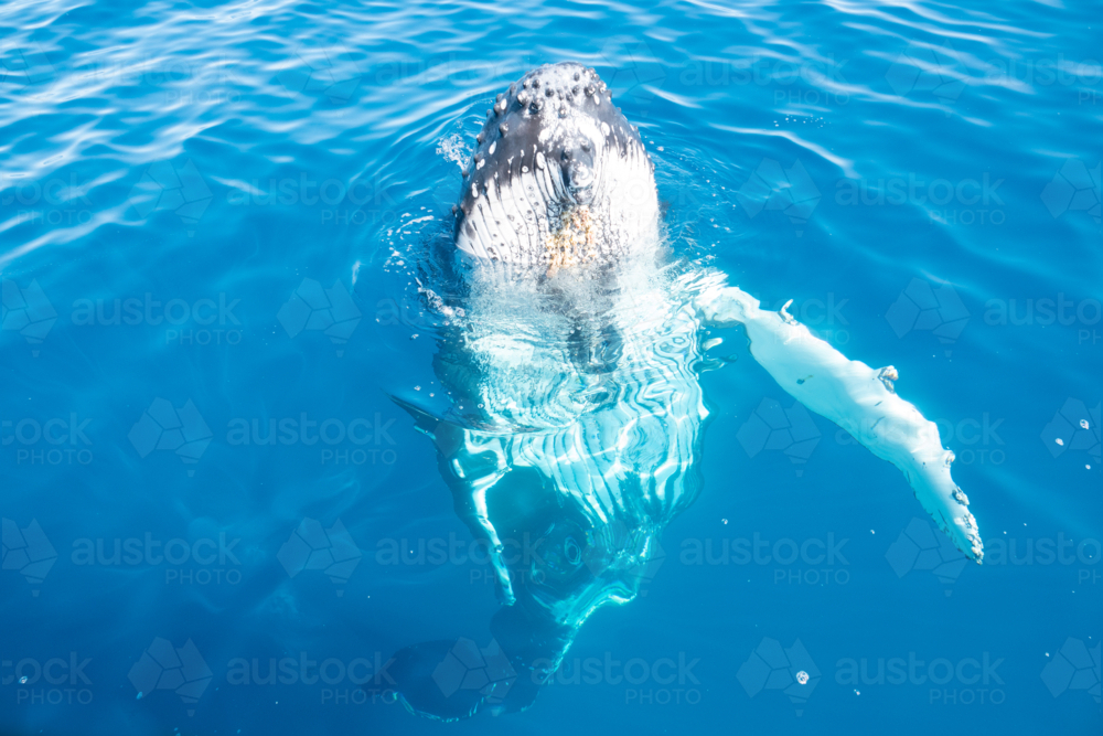 Curious Whale bobbing up and down in water - Australian Stock Image
