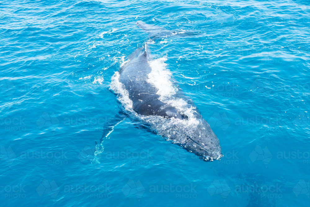 Curious Whale swimming up to boat - Australian Stock Image