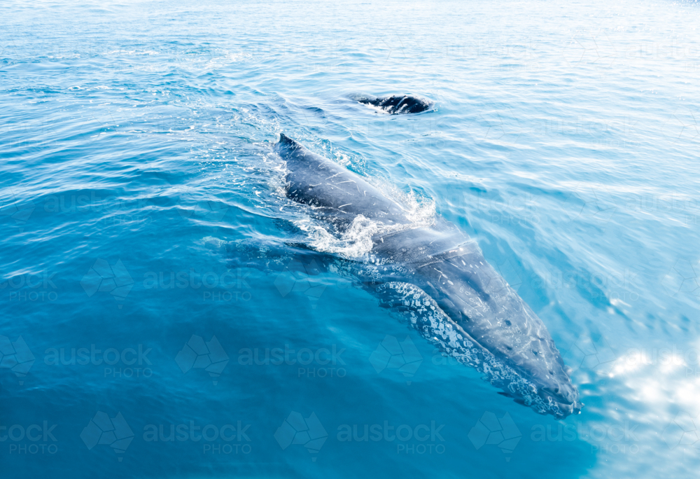 Curious Whale with another whale in the background - Australian Stock Image