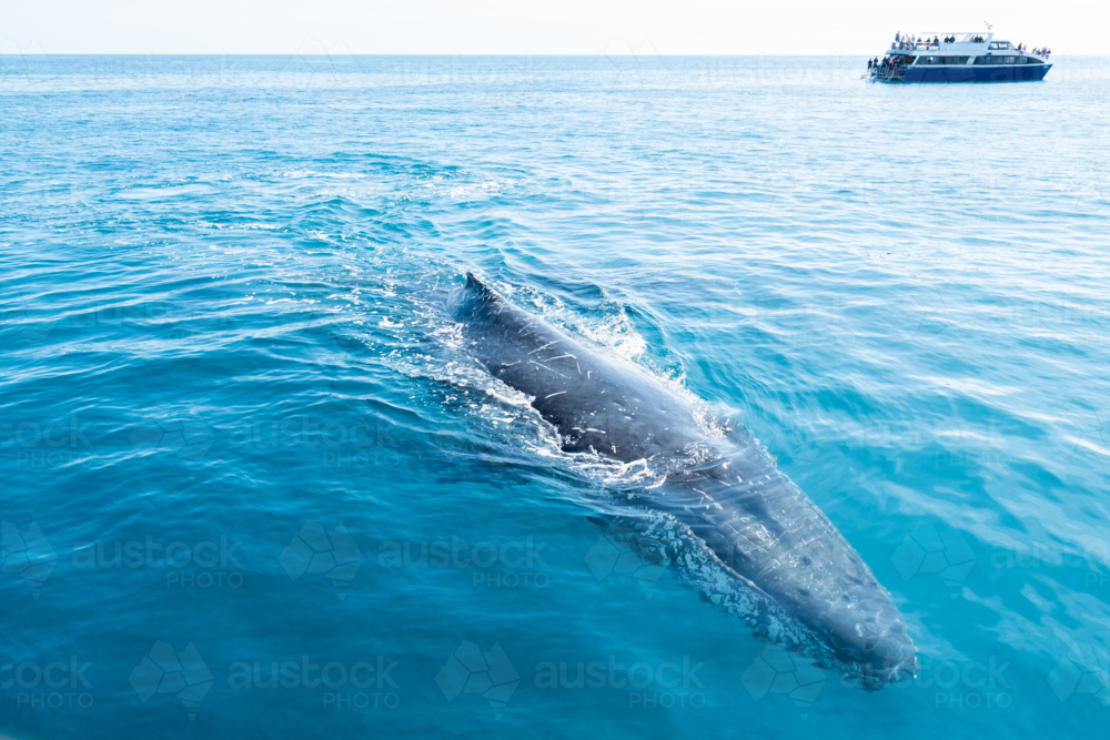 Curious Whale with whale watching boat in the background : Austockphoto Curious Whale with whale watching boat in the background - Australian Stock Image